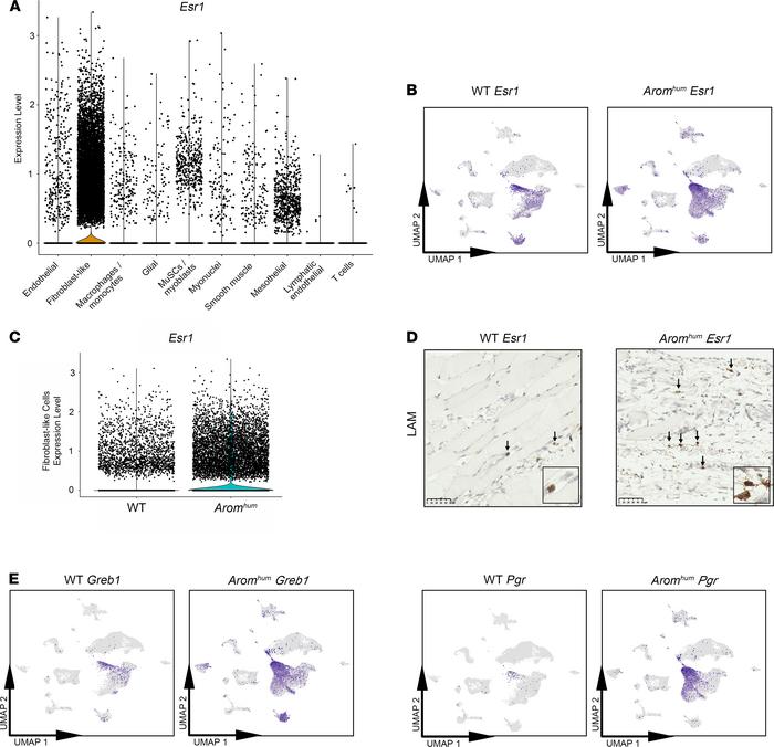 Expression of Esr1 is predominantly in fibroblast-like cells of LAM tiss...
