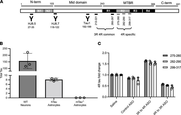 Tau and isoform expressions at protein level measured by mass spectromet...