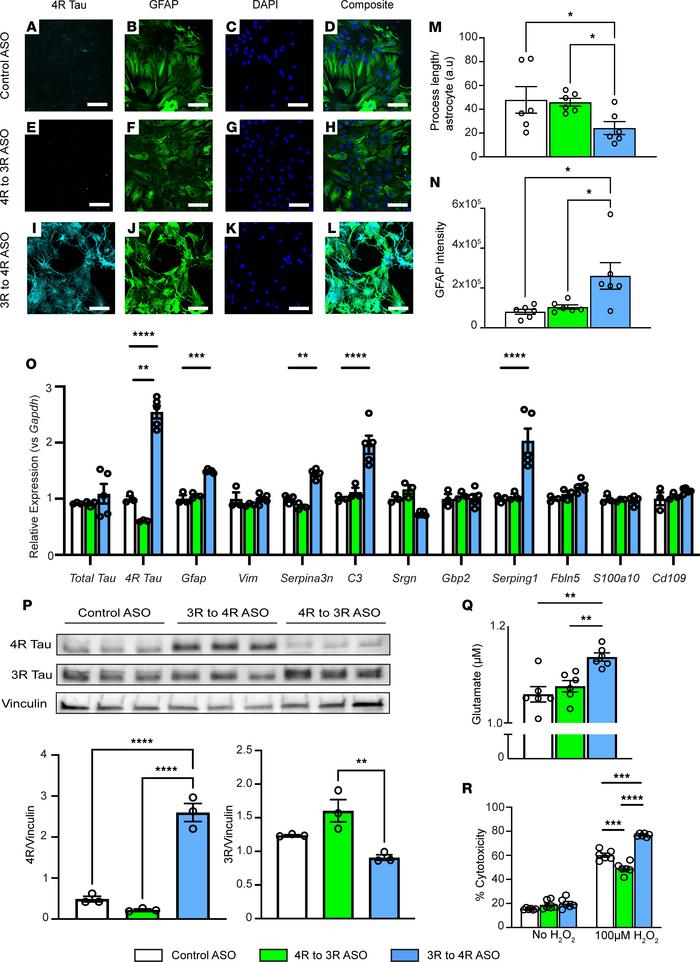Increased 4R tau in primary hTau astrocytes induces a neurotoxic genetic...