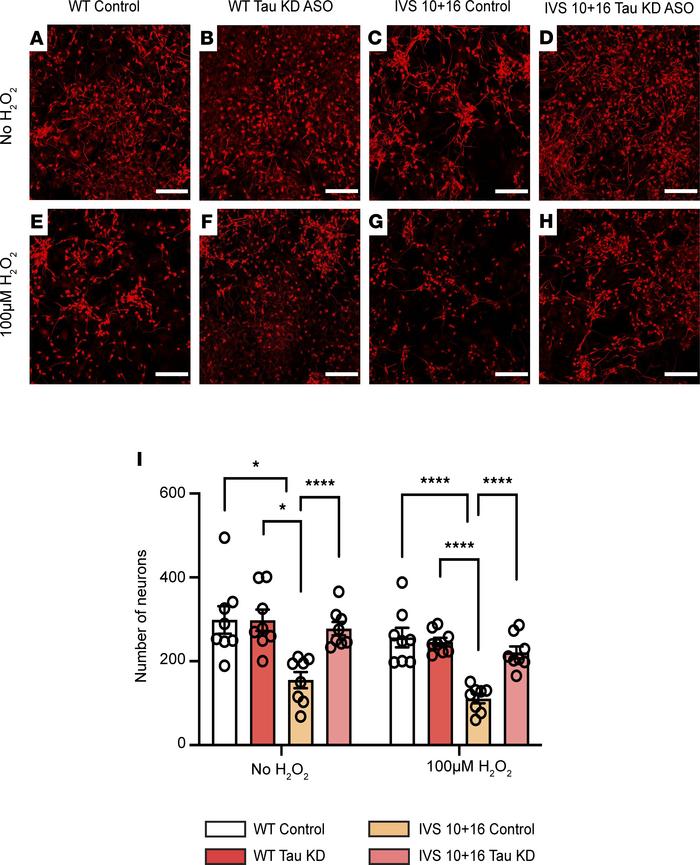 Increased 4R tau expression in iAstrocytes leads to neuronal death.
(A–H...