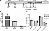 Tau and isoform expressions at protein level measured by mass spectrometry.