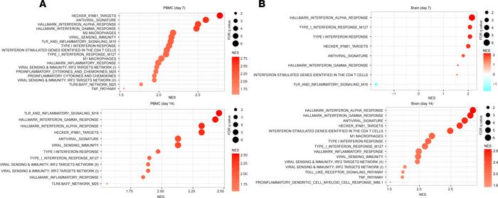 The delayed expression of signatures of antiviral genes and IFN signalin...