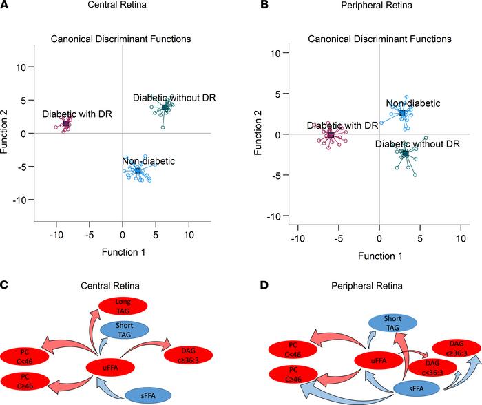 Group discrimination by retinal lipids in a postmortem cohort.
(A and B)...