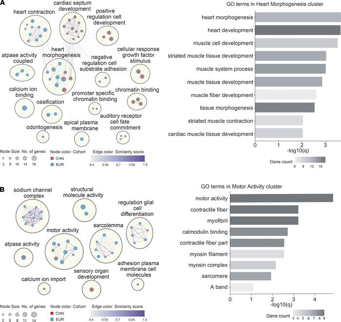 GO cluster network enrichment among the genes.
Enrichment among genes wi...