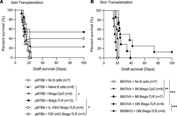 Bregs-TLR confer increased graft survival.
(A) Survival of BALB/c (H-2d)...