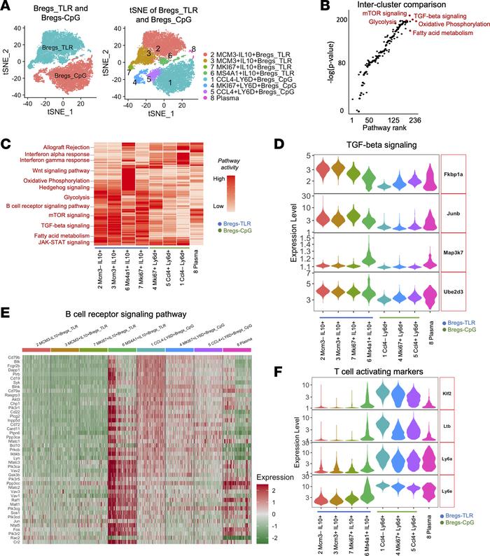 Phenotyping of Bregs-TLR by scRNA-Seq.
(A) Comparative library and clust...