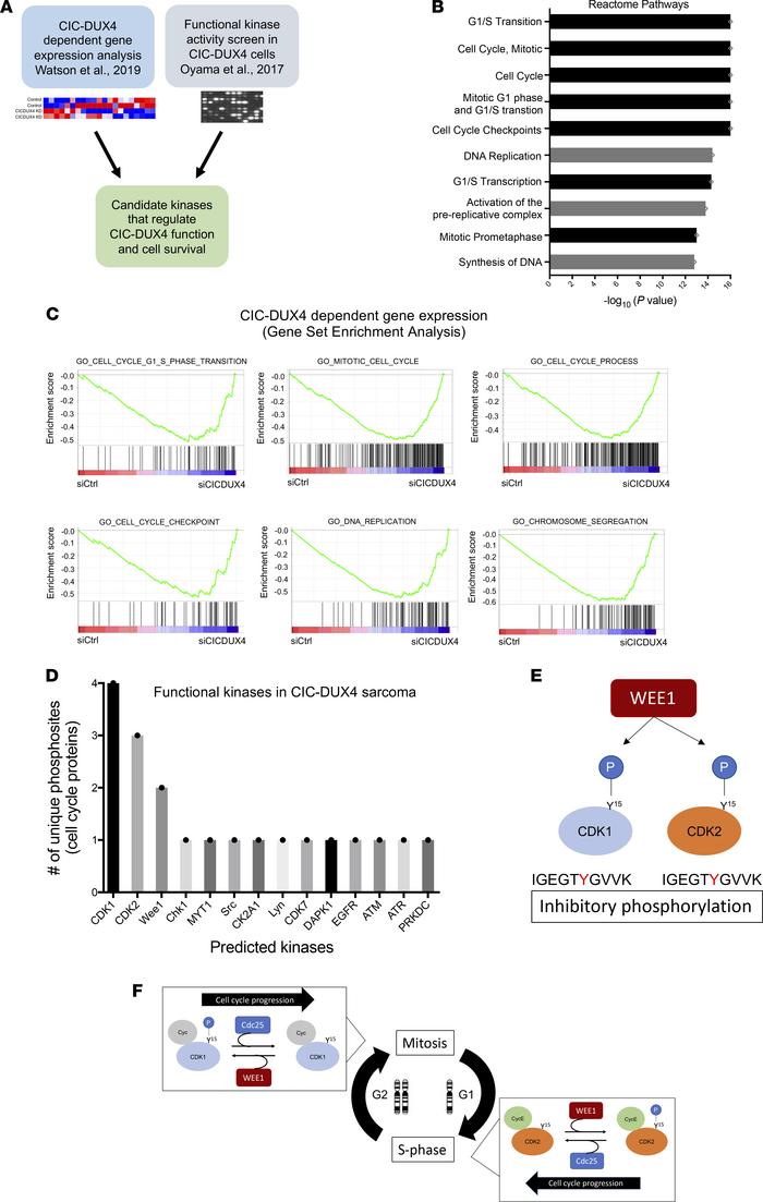 Integrative transcriptomic and kinase activity screen identifies WEE1 as...