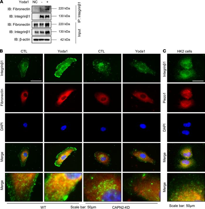 Yoda1 enhances the interaction between fibronectin and integrin β1 in HK...