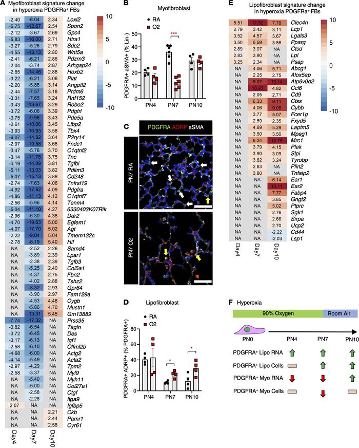 Loss of PDGFRA+ myofibroblasts and gain of PDGFRA+ lipofibroblasts durin...