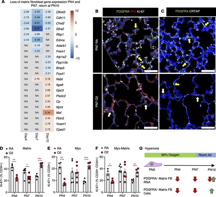 Loss of PDGFRA+ myo/matrix fibroblasts in hyperoxia.
(A) Heatmap made in...