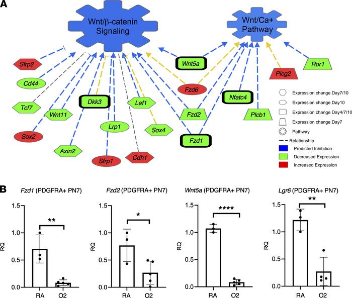 Gene expression changes in hyperoxia fibroblasts predict WNT signaling a...
