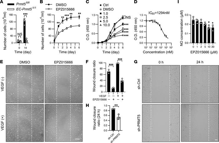 Inhibition of PRMT5 attenuates endothelial cell proliferation and migrat...