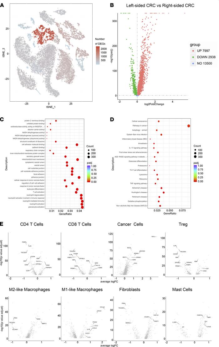 Cell-specific expression changes in left-sided and right-sided CRC.
(A) ...