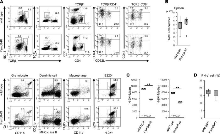 Unimpaired immune cell development in Psmb8-KI mice.
(A) Spleen cells fr...