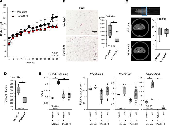 Reduced adipocyte size and fat volume in Psmb8-KI mice.
(A and B) The bo...