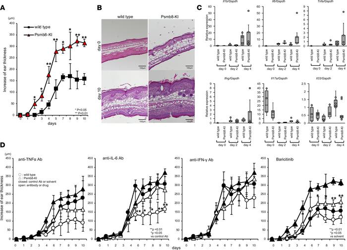 Increased susceptibility to imiquimod-induced dermatitis in Psmb8-KI mic...