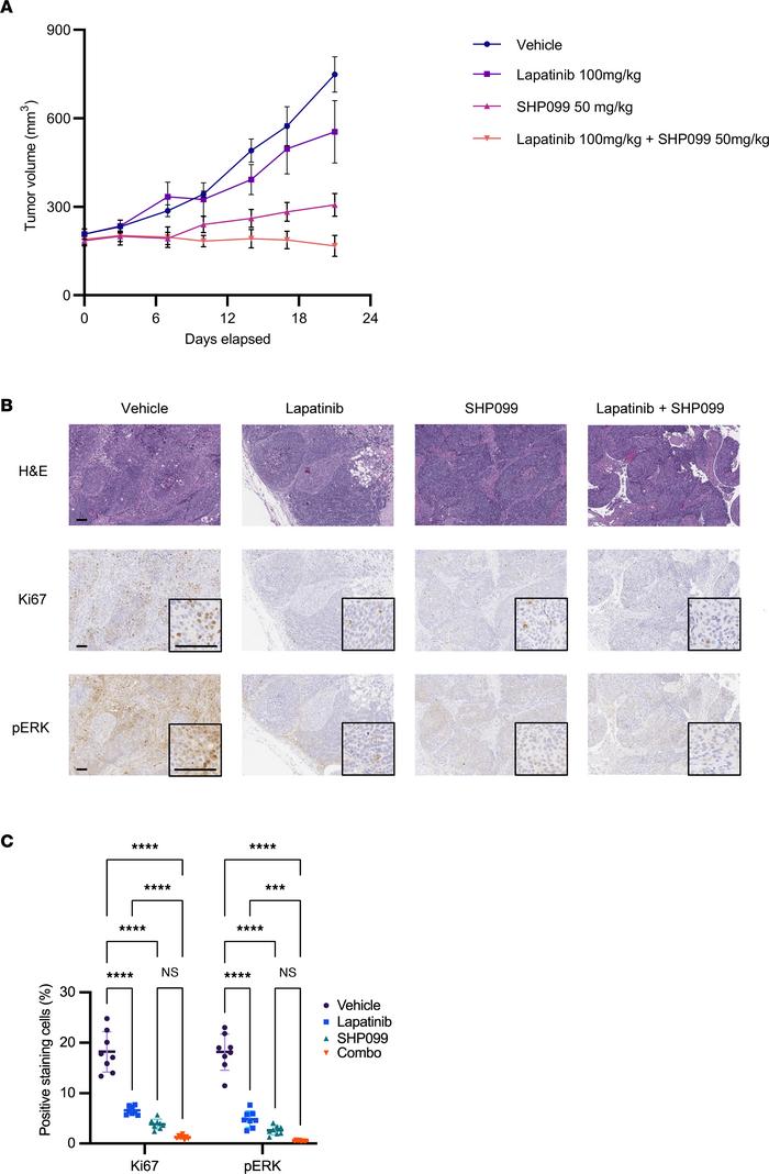 Antitumor effects of SHP099 and lapatinib combination on KRAS-amp cell-d...