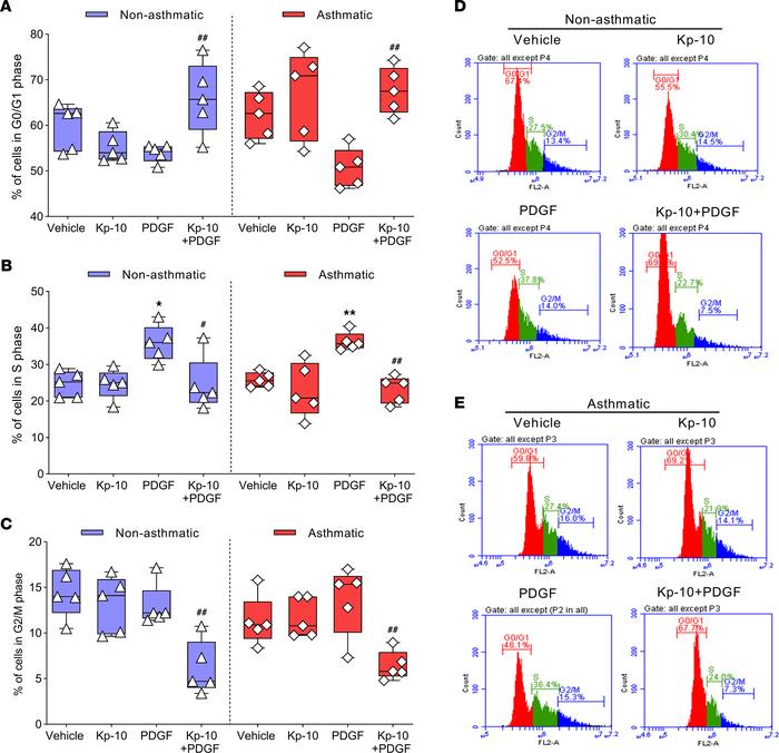 Effect of Kp-10 on different phases of human ASM cell cycle studied usin...
