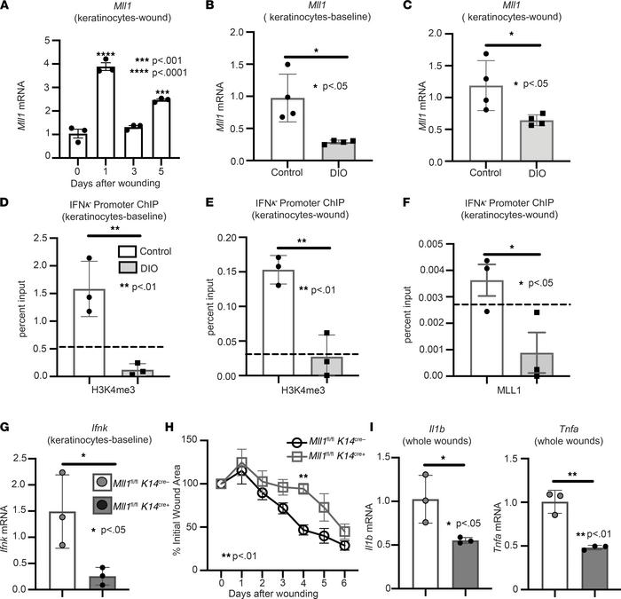 IFN-κ expression in diabetic keratinocytes is regulated by MLL1.
(A) Wou...