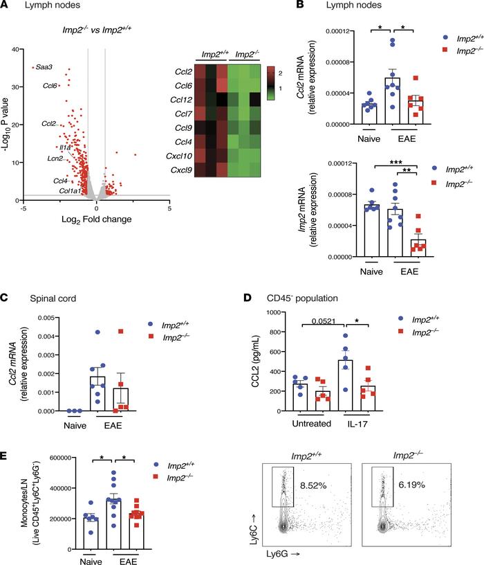 IMP2 promotes Ccl2 expression and monocyte recruitment in lymph nodes.
(...