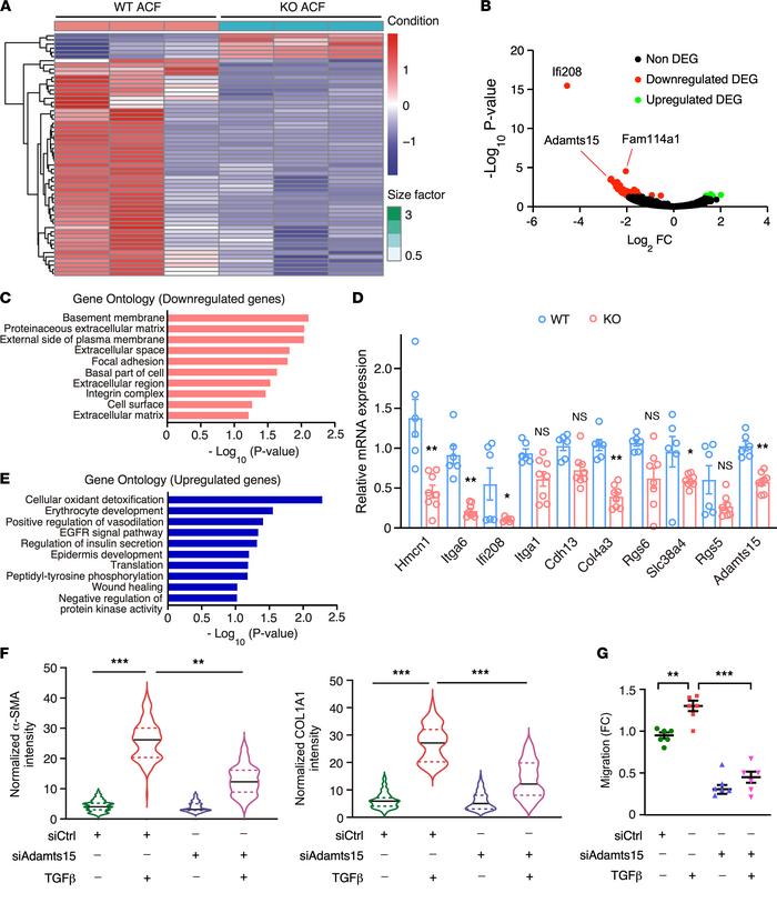 
ADAMTS15, a differentially regulated gene in Fam114a1-null cardiac fibr...