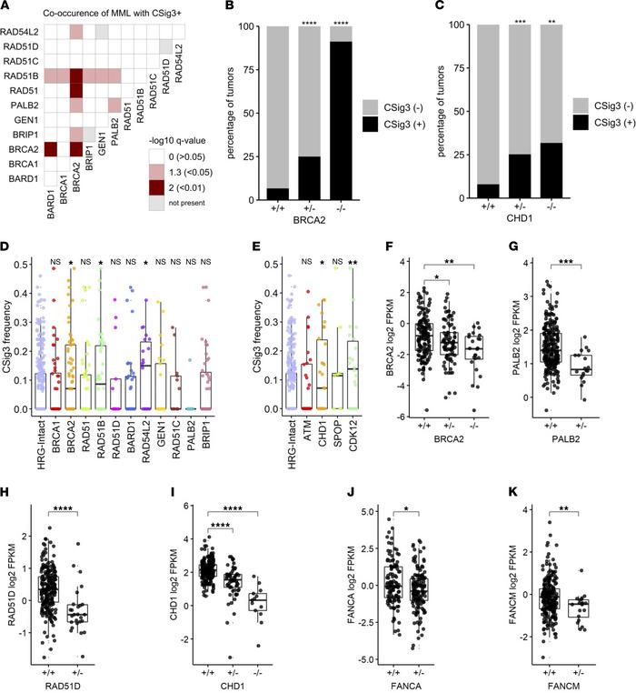 Genomic alterations and gene expression associate with HRR deficiency mu...
