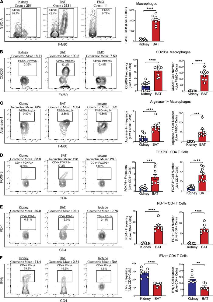 BAT displays an enhanced antiinflammatory immune profile compared with k...