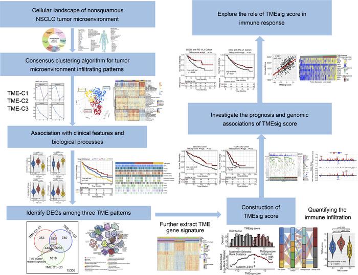 The overview of study design to evaluate the construction scheme of TME ...