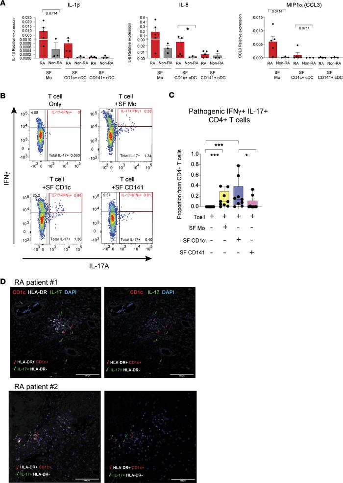 Inflammatory and functional profiles in circulating and synovial CD1c+ c...