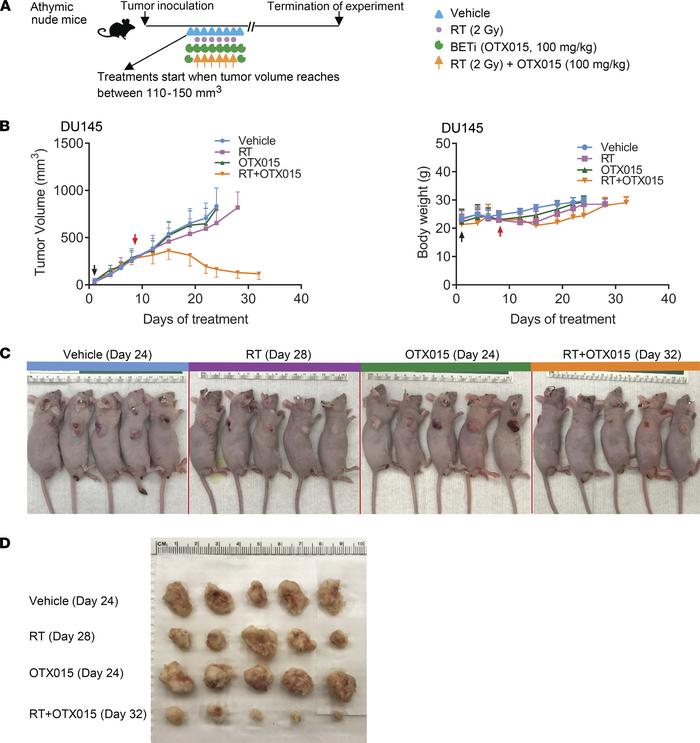 Targeting radioresistance with BETi.
(A) Subcutaneous tumor xenograft tr...