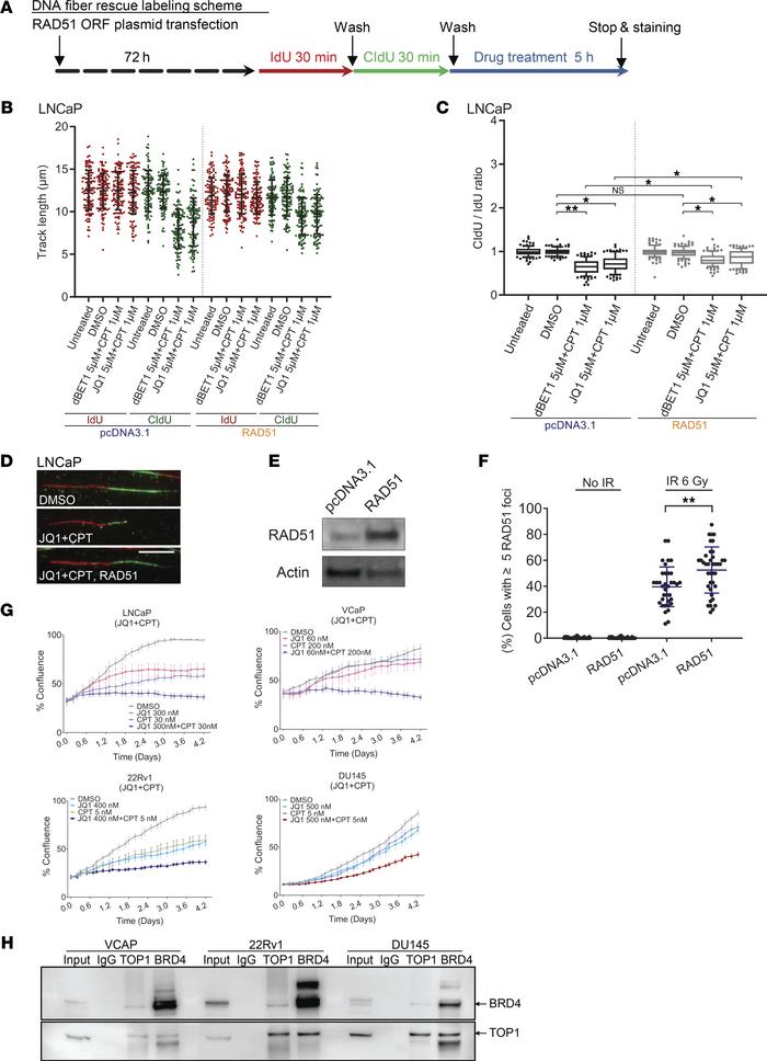 Overexpression of RAD51 partially rescues the effect of BETi-TOP1i combi...