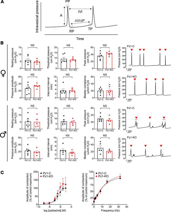 Bladder function in Piezo1-control and Piezo1-KO mice.
(A) Example cysto...