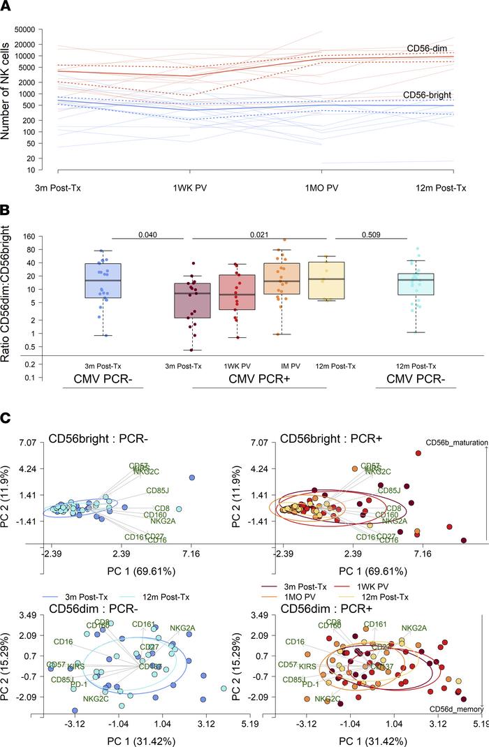 CD56 expression on NK cells delineates stages of CMV viremia.
(A) Median...
