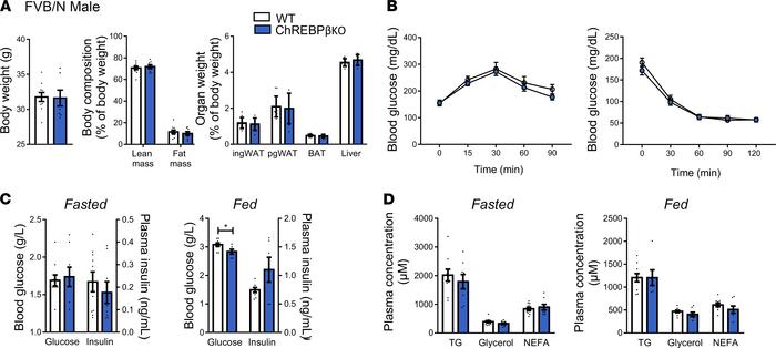 Response of ChREBPβ-deficient mice to high-fat, high-sucrose diet.
(A) B...