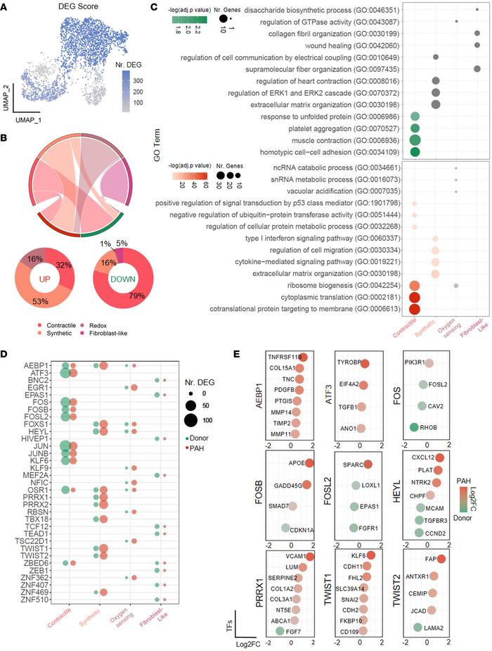 Smooth muscle cells feature cluster-distinct regulation of gene expressi...