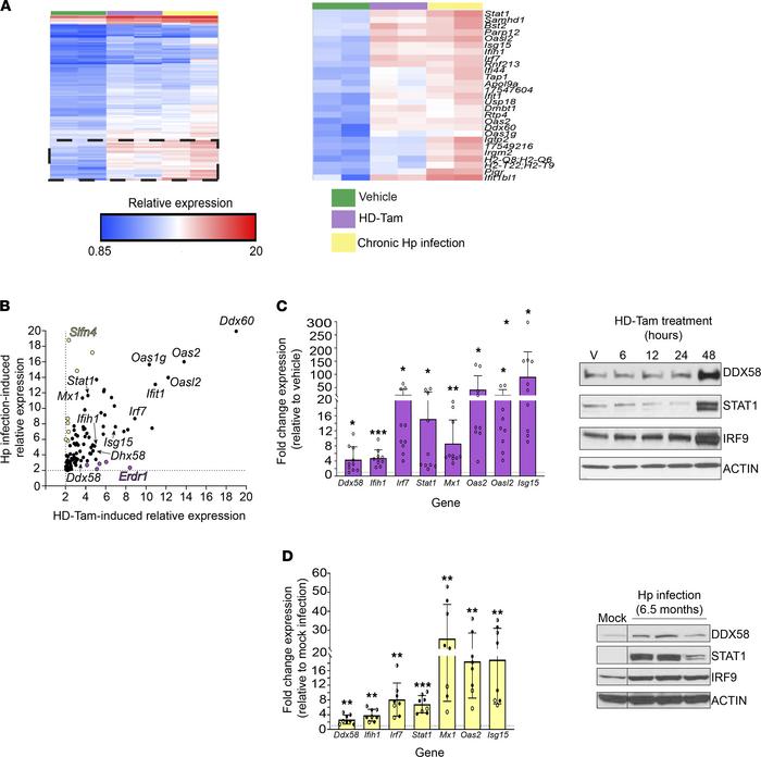 The dsRNA response is upregulated during gastric metaplasia.
(A) Gene ex...