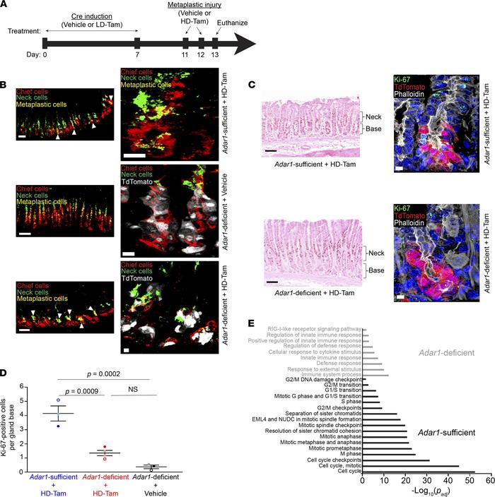 Loss of Adar1 from chief cells does not affect metaplastic gene expressi...