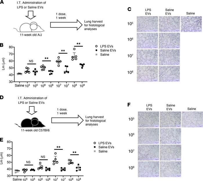 LPS-treated airway EVs induce alveolar damage in naive recipient mice.
(...