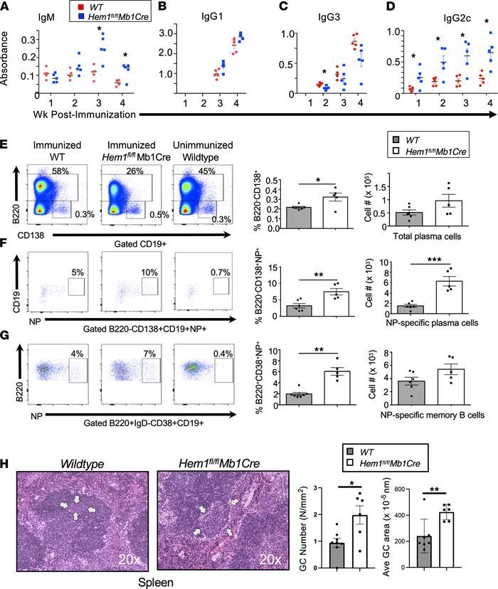 Conditional deletion of Hem-1 in B cells results in increased IgM and Ig...