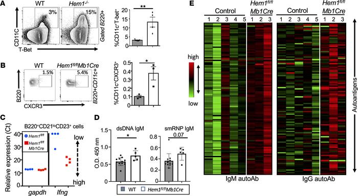 B cell–specific disruption of Hem-1 results in increased autoantibody pr...