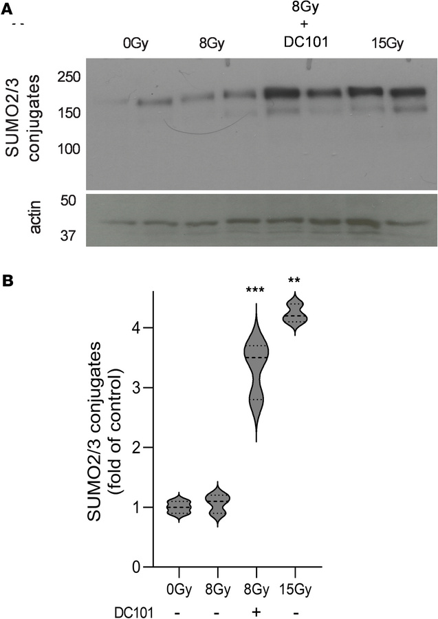 Delivery of the VEGFR2 inhibitor DC101 at 1 hour preceding SDRT sensitiz...