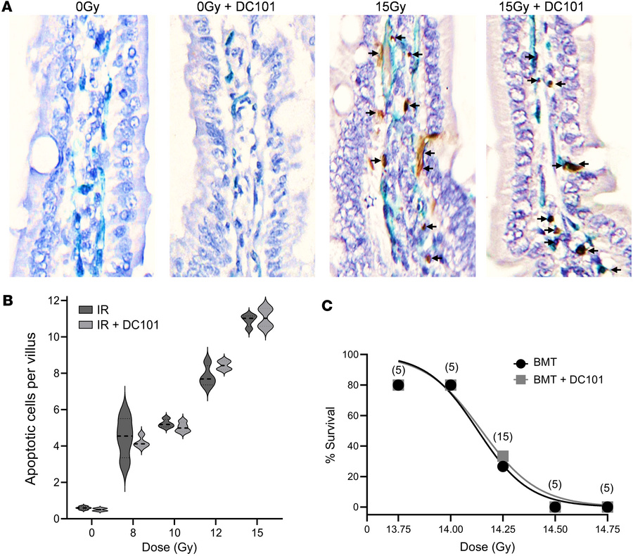 DC101 does not sensitize small intestinal endothelial cell apoptosis or ...