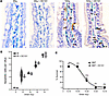 DC101 does not sensitize small intestinal endothelial cell apoptosis or inc