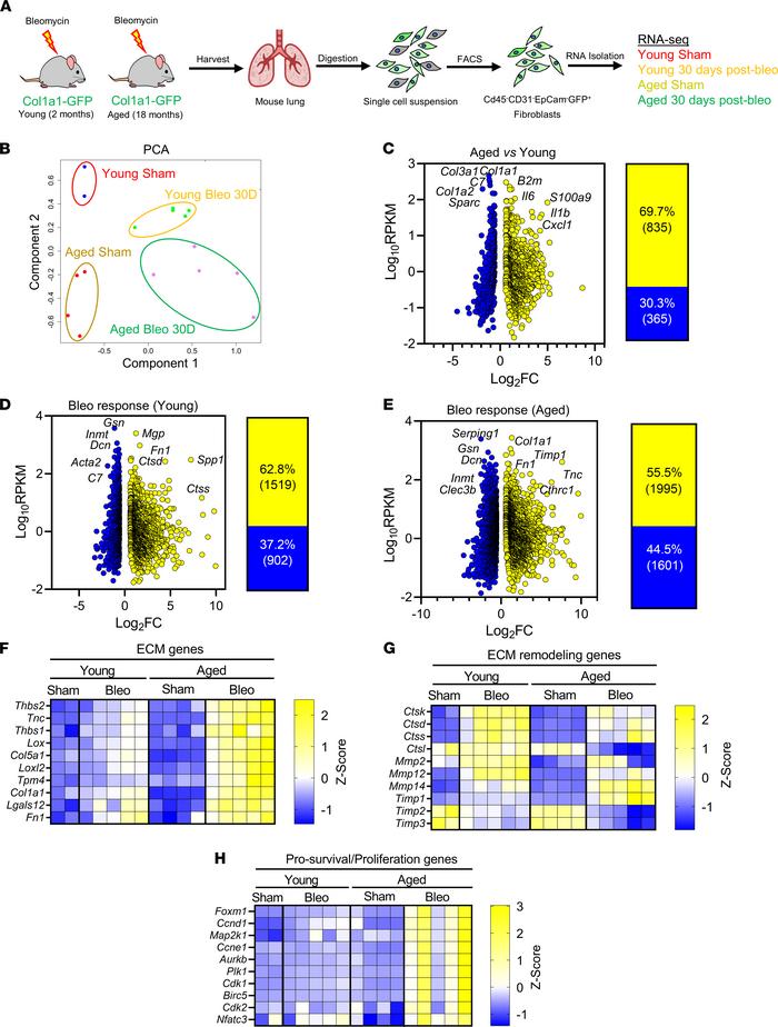 Impaired lung fibrosis resolution in aged mice is associated with increa...