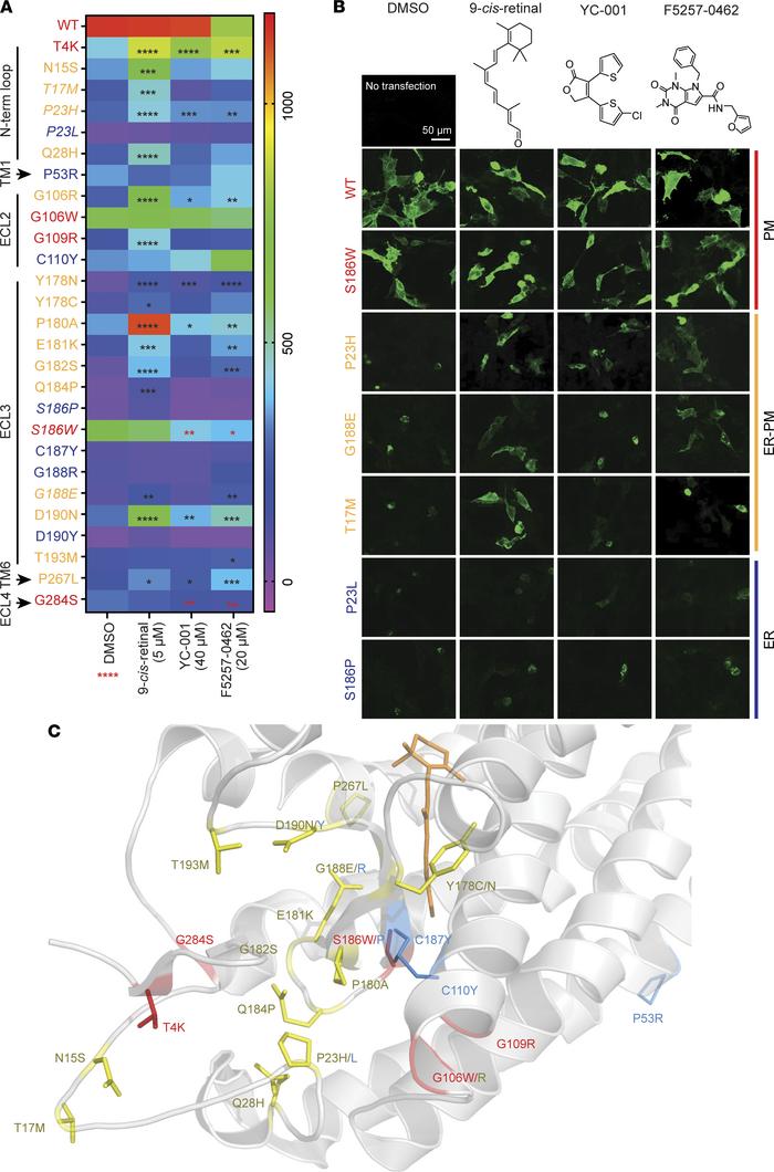 Pharmacological chaperones rescue numerous rhodopsin (RHO) mutants traff...