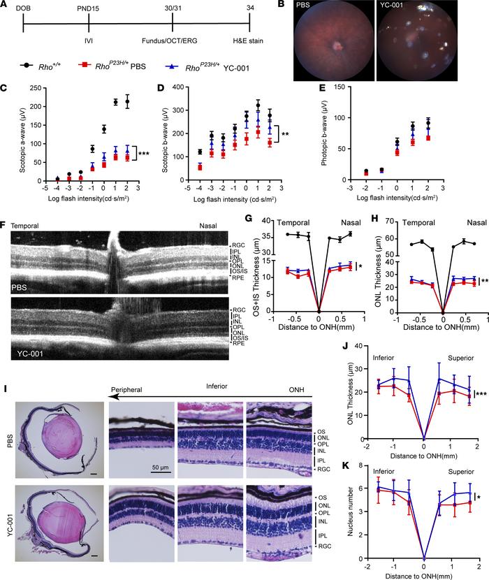An intravitreal injection (IVI) of YC-001 slurry increased electroretino...