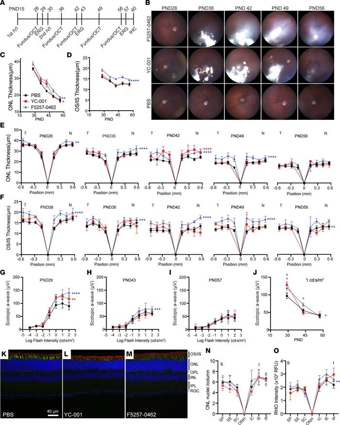 Retinal protection in the RhoP23H/+ mice by small-molecule chaperons req...