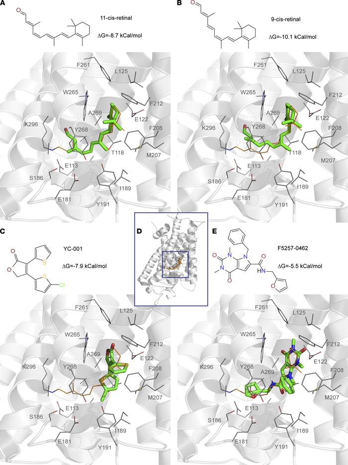 Virtual docking of pharmacological chaperones in the crystal structure o...