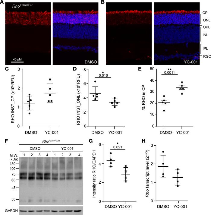 YC-001 rescues RHOP23H from the outer nuclear layer (ONL) to the outer s...