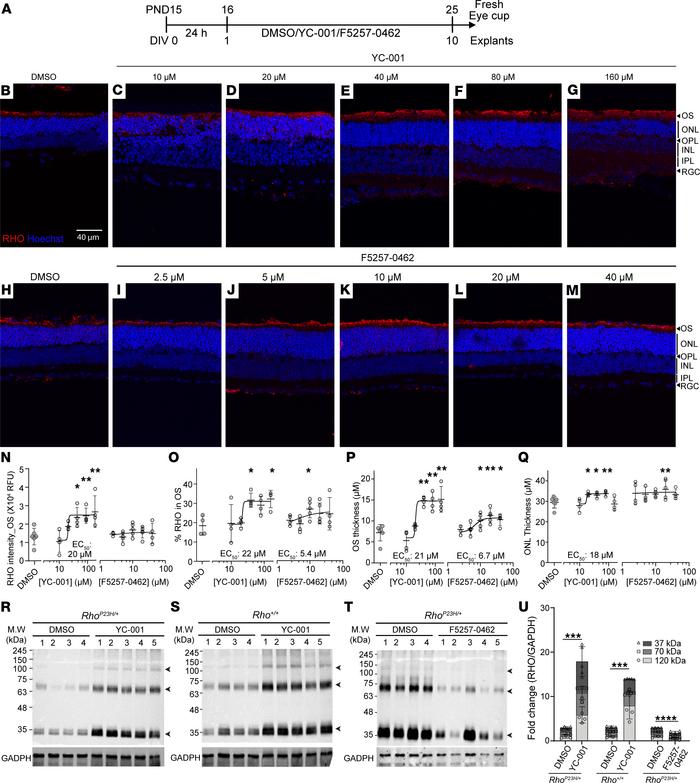 YC-001 and F5257-0462 protects RhoP23H/+ retinal explants.
(A) Schematic...